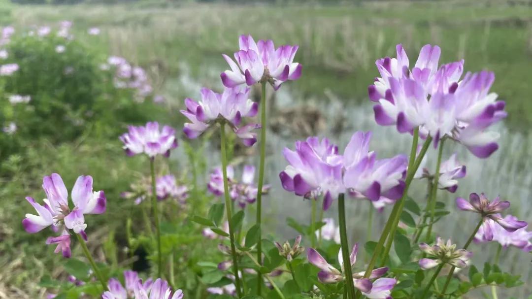 “农村土地承包经营权不得继承”值得商榷
