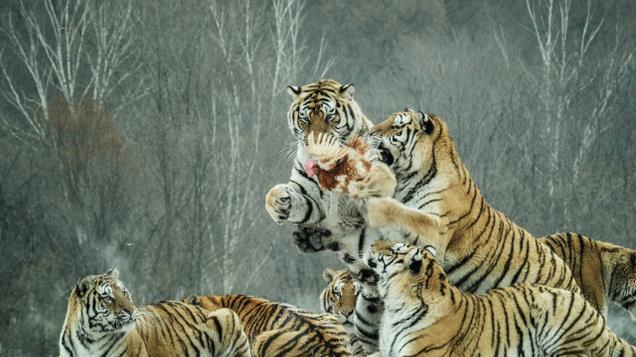 中俄东北虎数量差距断崖：俄罗斯750只，中国的数量，我没想到！