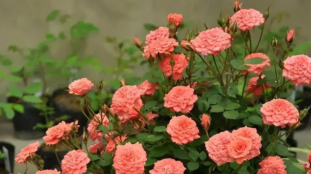 被老花匠拉入“黑名单”的3种花，新手花友别轻易尝试