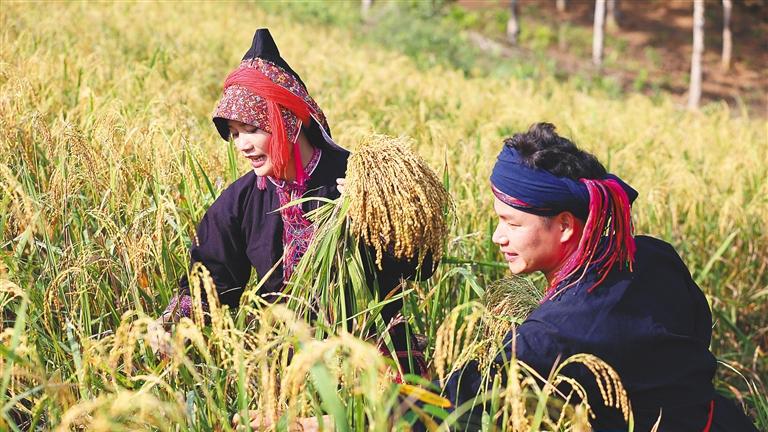 这杯海南人的“威士忌”，醉了时光