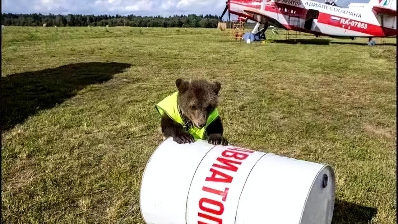 飞行员养小熊3年，一起吃饭、睡觉、开飞机：每个人都有一颗童心