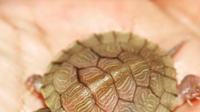 冬季乌龟养护：水养与干养的最佳选择