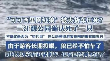 网红狼被压死？三江源公园确认，工作人员呼吁勿投喂，目击者发声