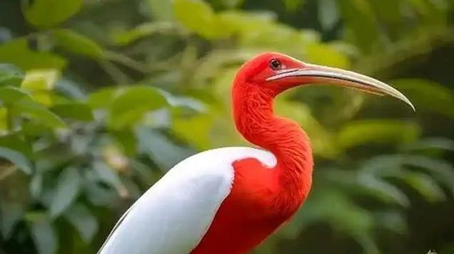 陕西发现全球新物种！专家2年多艰苦寻找，终于获得4份标本