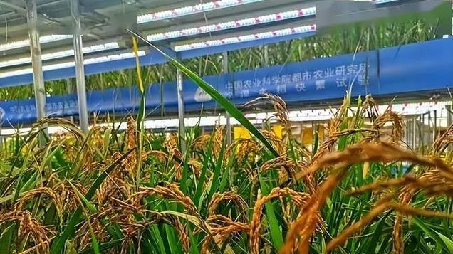 塔克拉玛干沙漠里种水稻，亩产1万斤！新疆怎么成了“鱼米之乡”-