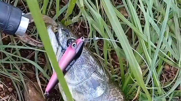 一条鱼，一个金镯子，啥情况？