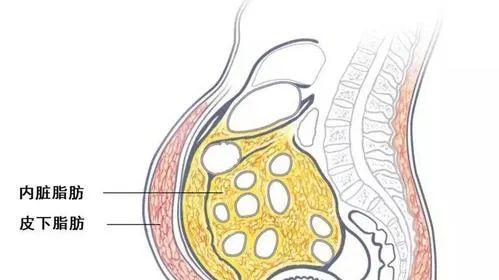 瘦肚子最快的方式，不用节食也能让你瘦出小蛮腰的7个技巧
