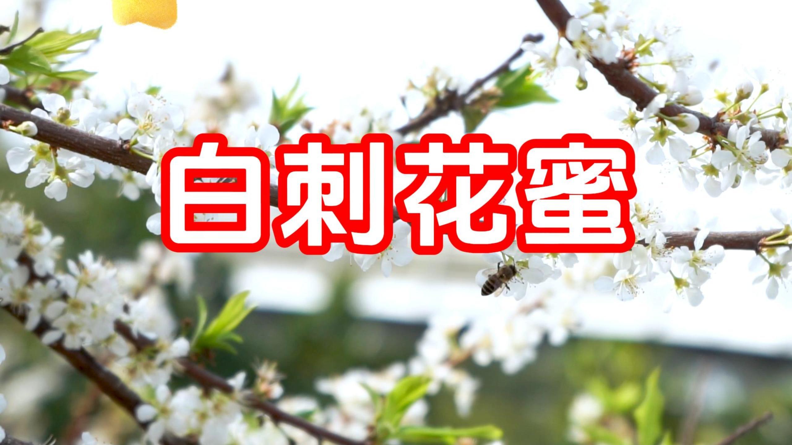 什么是白刺花蜜？【蜂蜜超市】