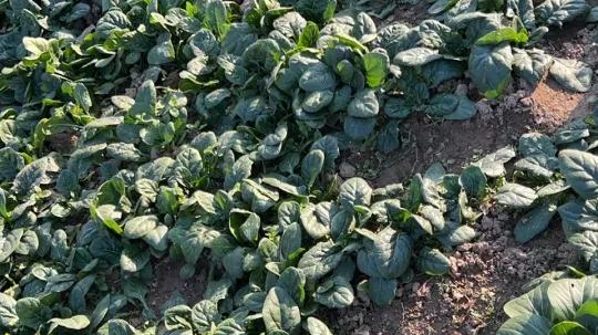 河南老家：让人魂牵梦绕的麦田