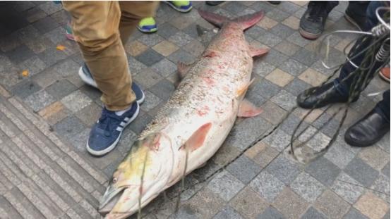 广西钓友钓获百斤“水老虎”，网友震撼：西江生态迎来巨兽时代？