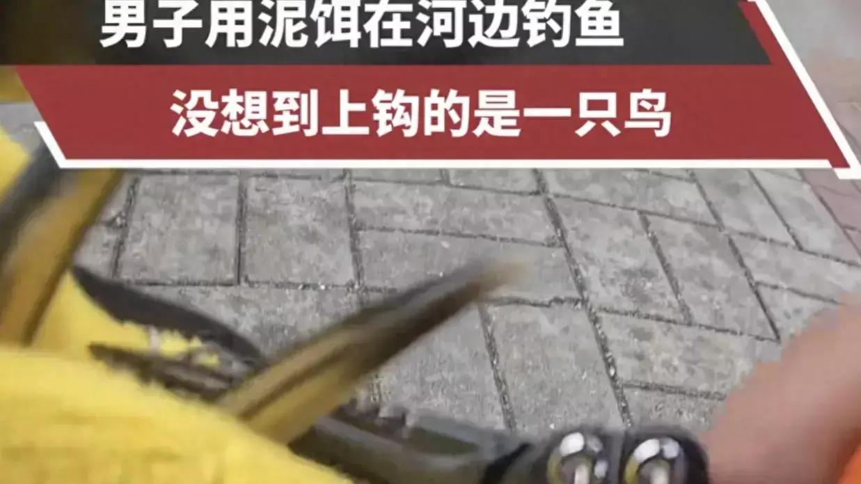 男子钓鱼竟钓上一只鸟！网友：除了鱼钓不住，其他都能钓
