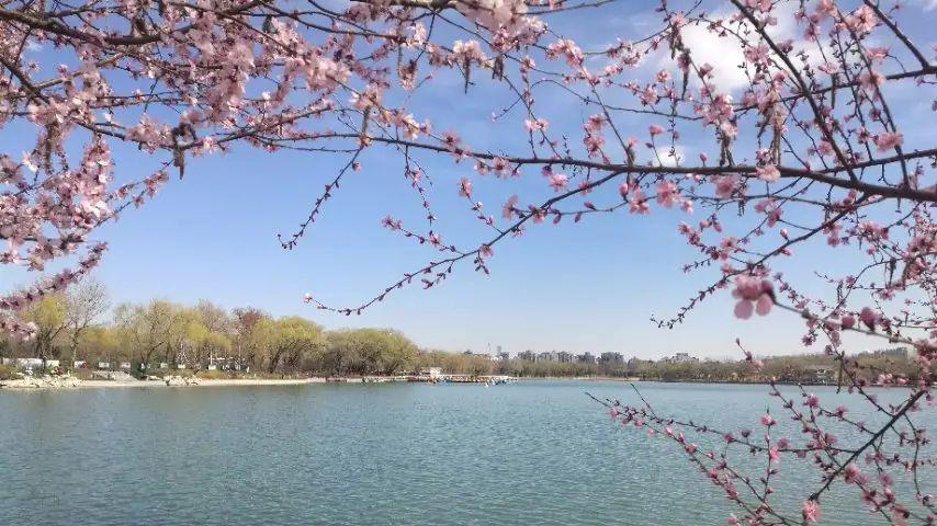 四季田园诗| 乱花渐欲迷人眼，浅草才能没马蹄——《钱塘湖春行》