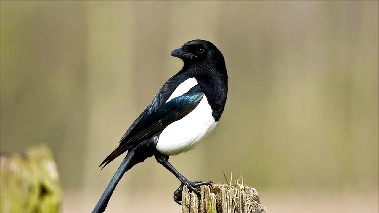 若这四种动物上门，预示好事要发生，尽量不要伤害，图个好寓意