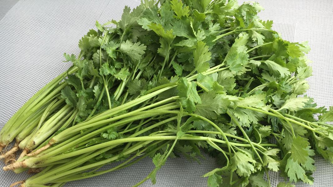 香菜会开花结种子吗？植物学角度下的香菜繁殖奥秘