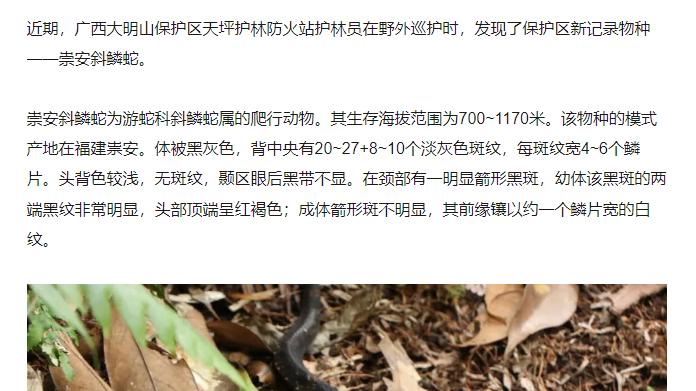 新记录物种，广西大明山保护区首次发现崇安斜鳞蛇