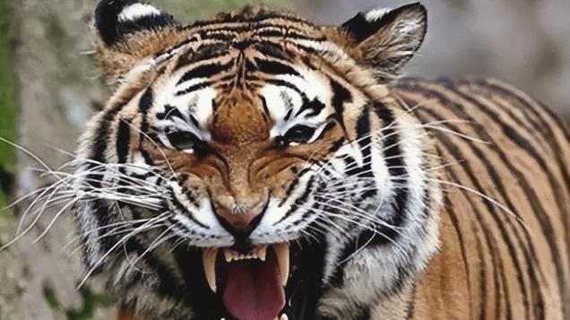 436条人命! 孟加拉虎7年吃人史，从正常虎变食人魔，解剖后现真相