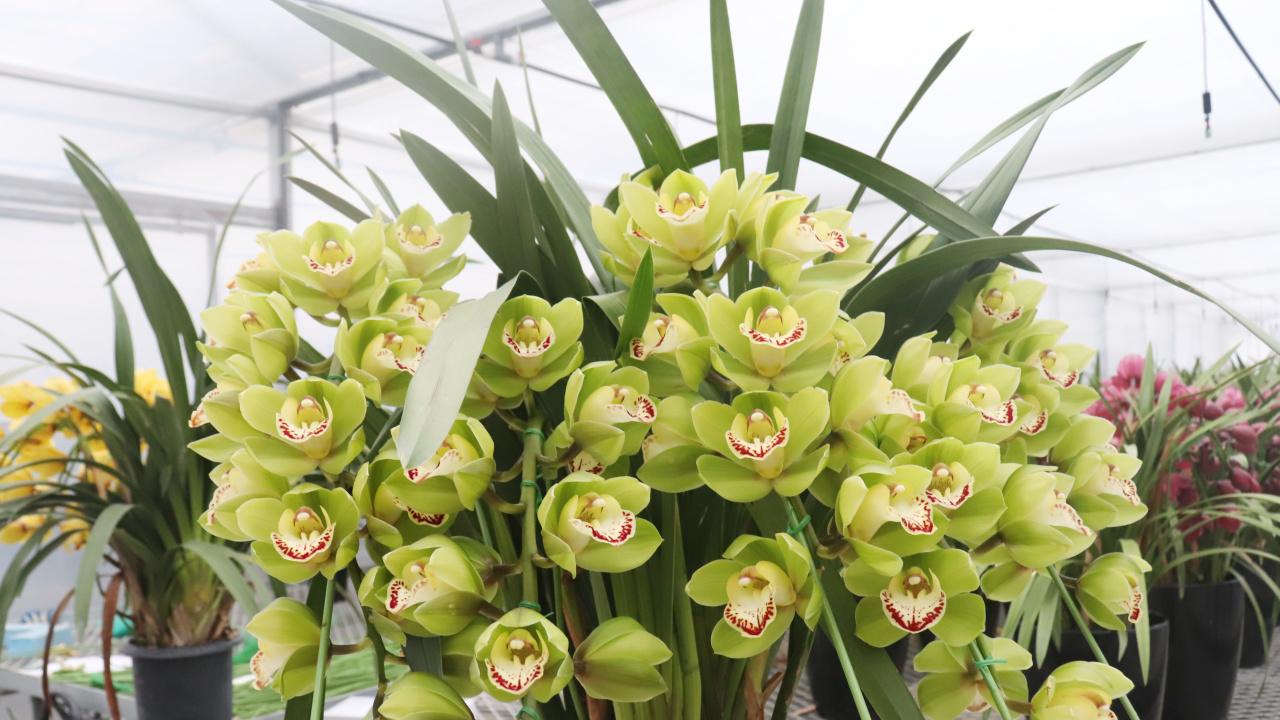 无根老假鳞茎如何成功发芽成苗？四个关键步骤大揭秘