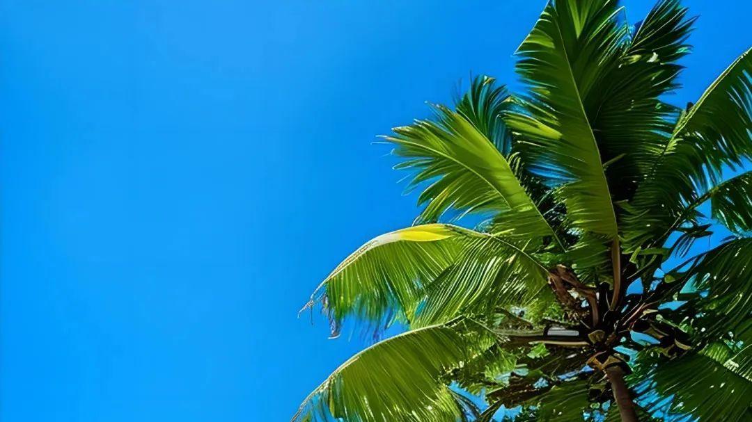 冬季三亚：热带韵味与海岛特色的绝妙交融