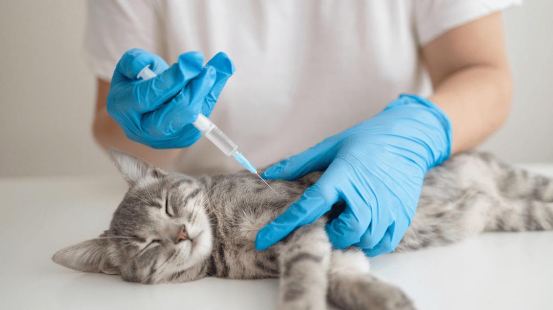 猫咪健康小贴士：打疫苗前后如何保肝？