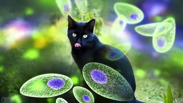 小猫小狗能察觉到主人怀孕了吗？