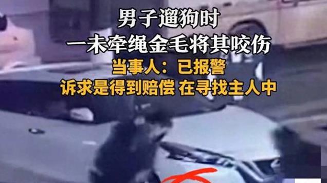 又一件！男子遛狗时被一条未拴绳的金毛咬伤，已报警，要求赔偿。