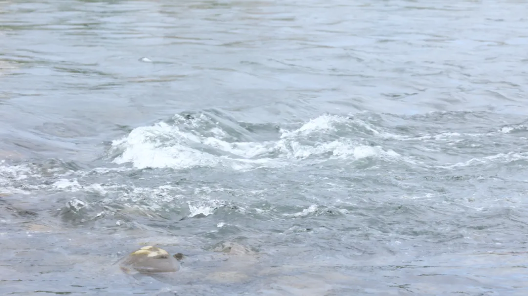 一个才华不输李清照的奇女子，却遭遇不幸的婚姻，让人唏嘘和惋惜