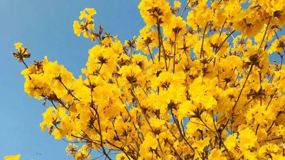 踏春寻铃！2024环金龙湖黄花风铃16公里徒步挑战赛