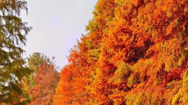 南京，一座11月不能去的城市！