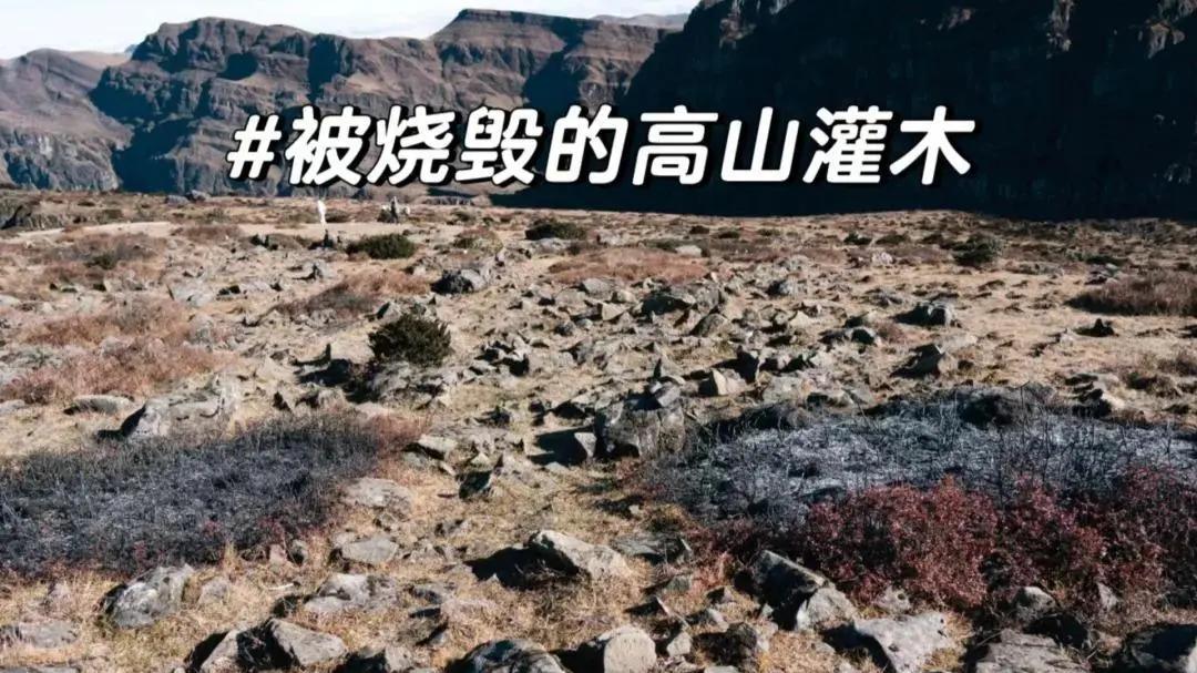 云南大牯牛山夜爬事件：一句青春没有售价，他们纵火烧山，恐吃牢饭