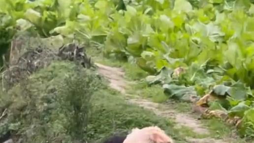 这是亲生的吗？四岁小网红瑶一瑶在农村摸爬滚打，摔得鼻青脸肿