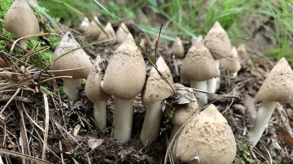 鸡枞菌‌（附30种做法）