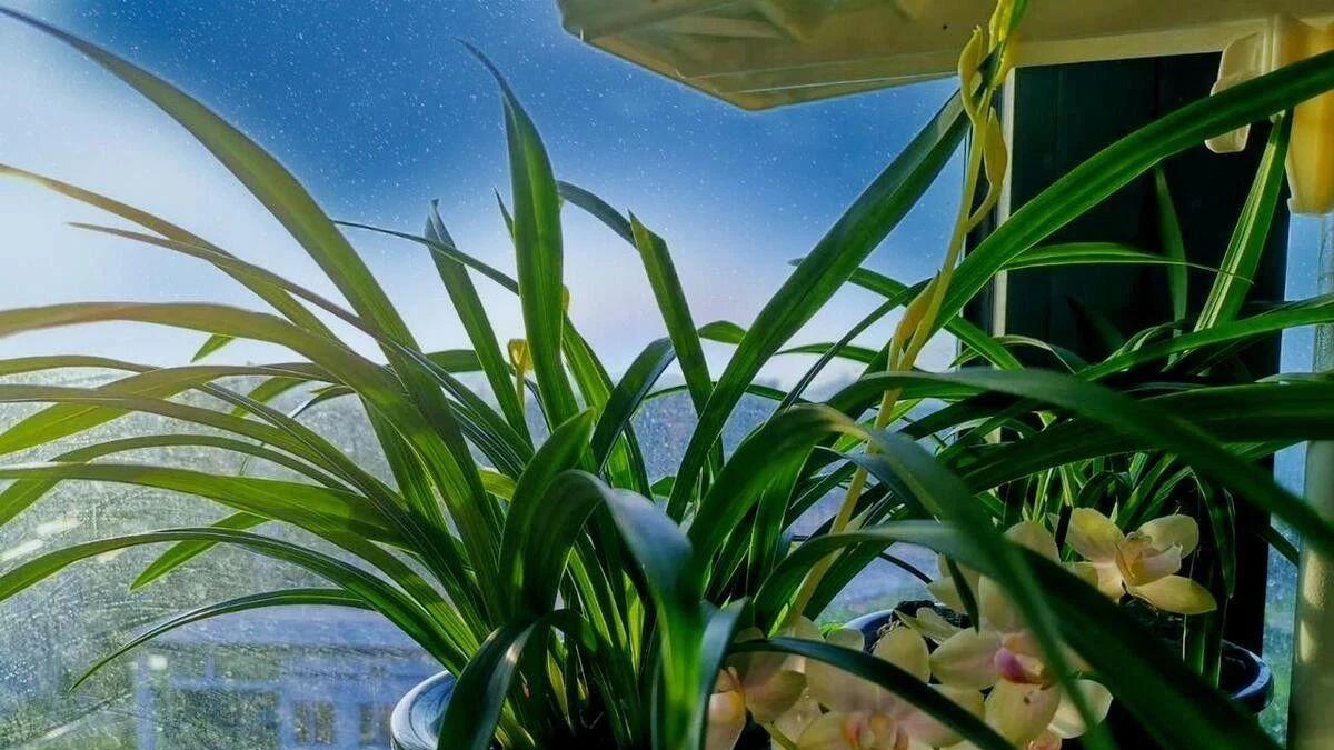 兰花花瓣的“隐形杀手”？碰水就变形，美丽不再！
