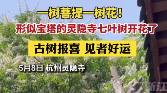 花开见佛性，灵隐寺600多岁七叶古树开花了