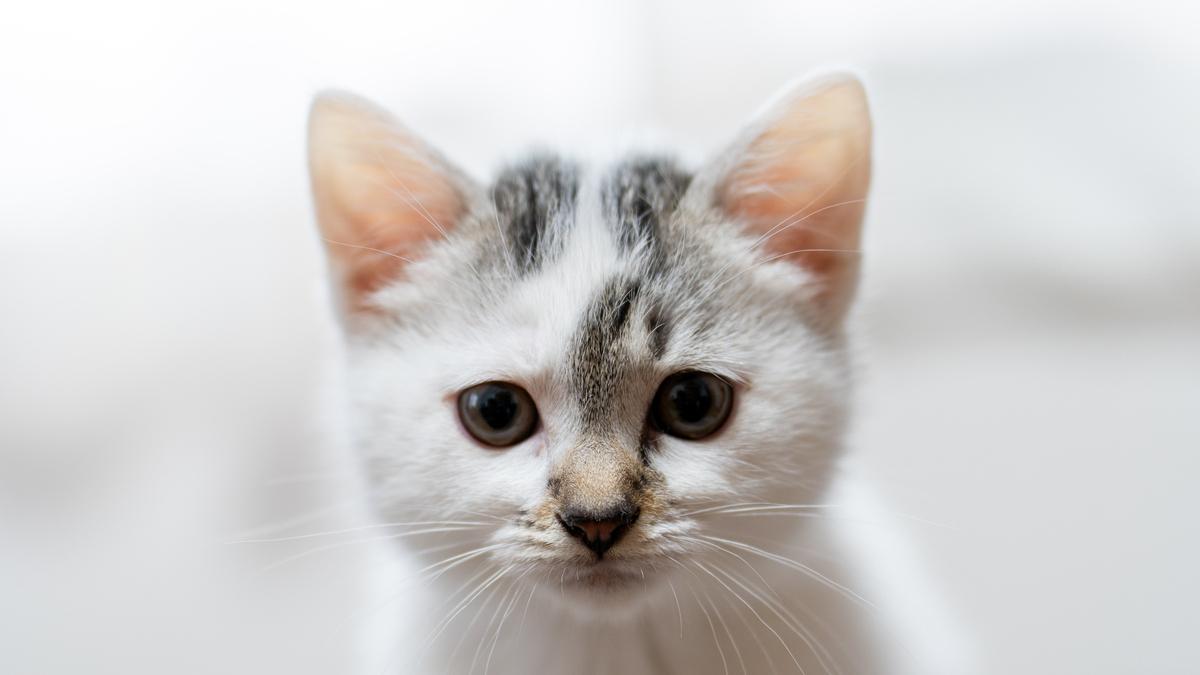 猫粮中的鱼腥味：是美味诱惑还是健康隐患？