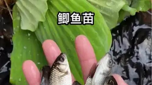 中科院培育出“无肌间刺”鲫鱼，怕刺的吃货们有福了！