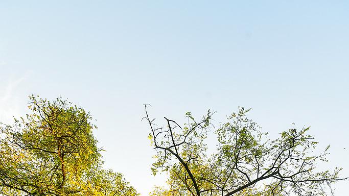 中药槐花的故事