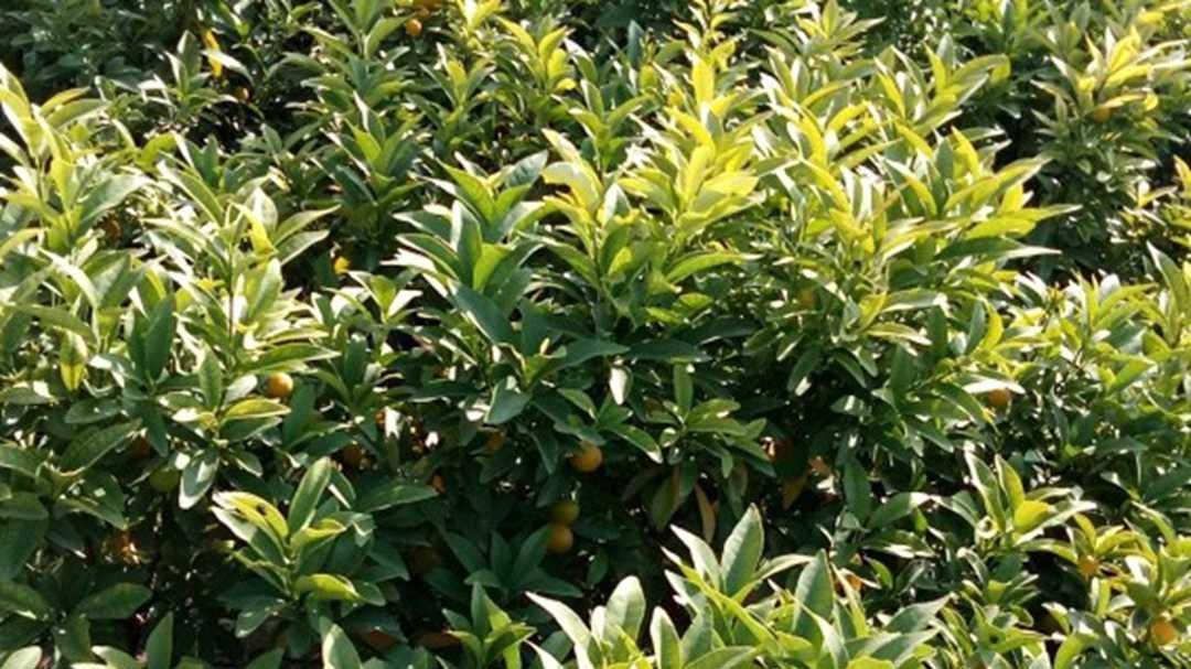 金桔盆栽补光，LED光谱选择，室内种植系统，光照时长要调控