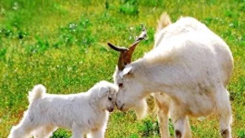 属羊人若生在这6个日子，一生大吉，一世大顺，终生的富贵命！