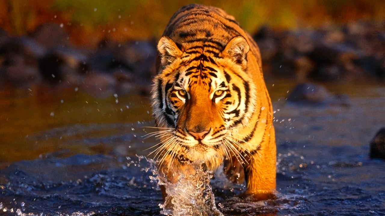 熬过这个月！摆脱霉运，行大运的4大生肖