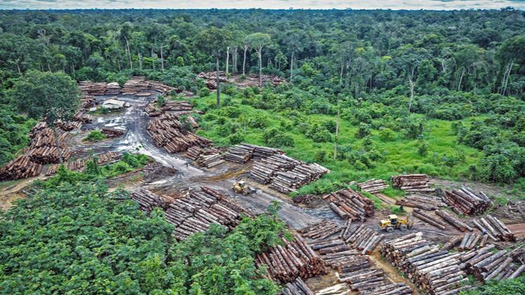国际刑警组织宣布开展打击非法砍伐新行动