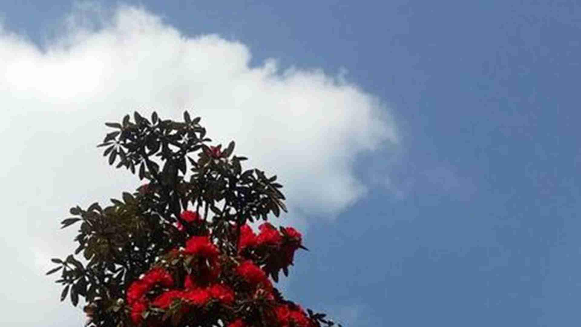 茶花根腐防治，雨季排水改良，江南园林养护，松针土配比关键