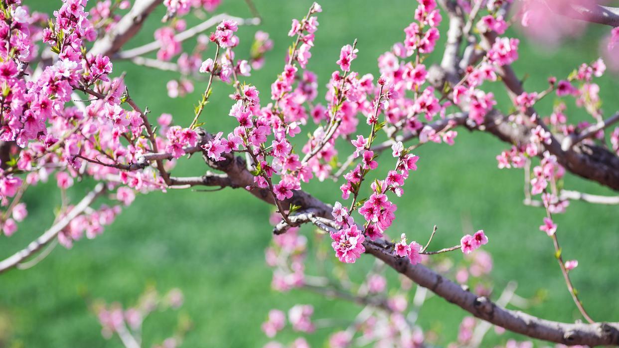 桃花：探秘两性花的奥秘及其与单性花的差异