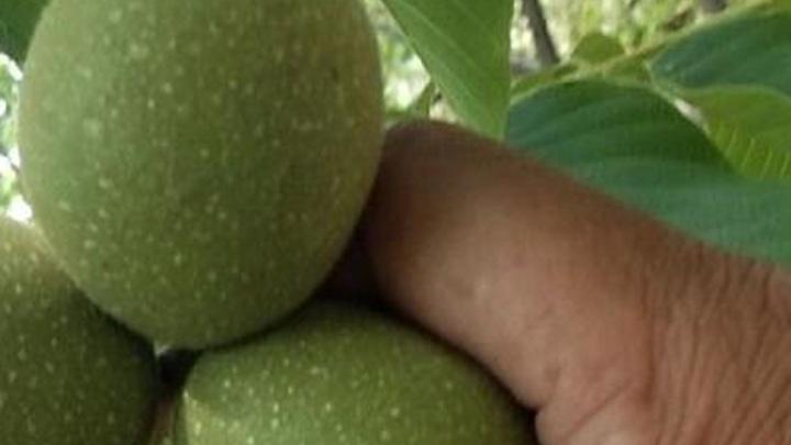 石灰调节钙镁比例，安徽大别山气候适应，核桃脱涩与分根灌溉技术