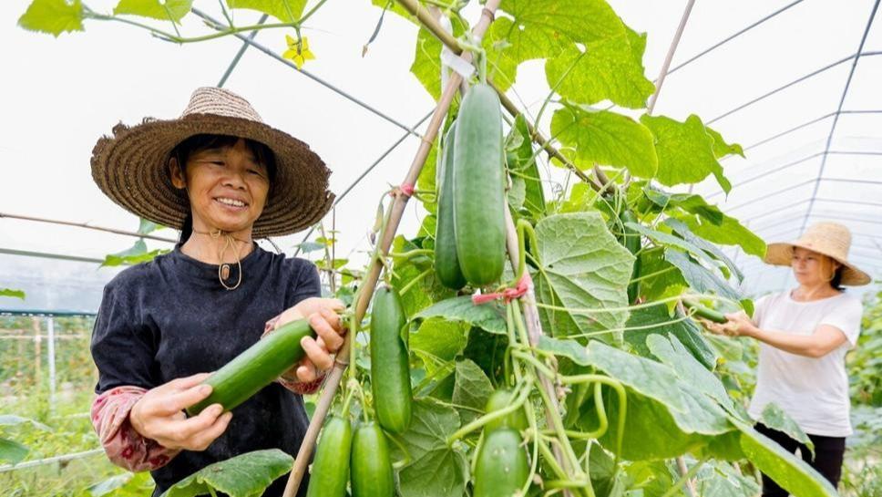 小苏打：蔬菜种植的秘密武器？