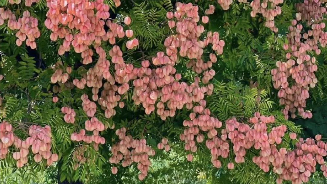 网红栾树：不止颜值高，它的药用价值你未必知道！