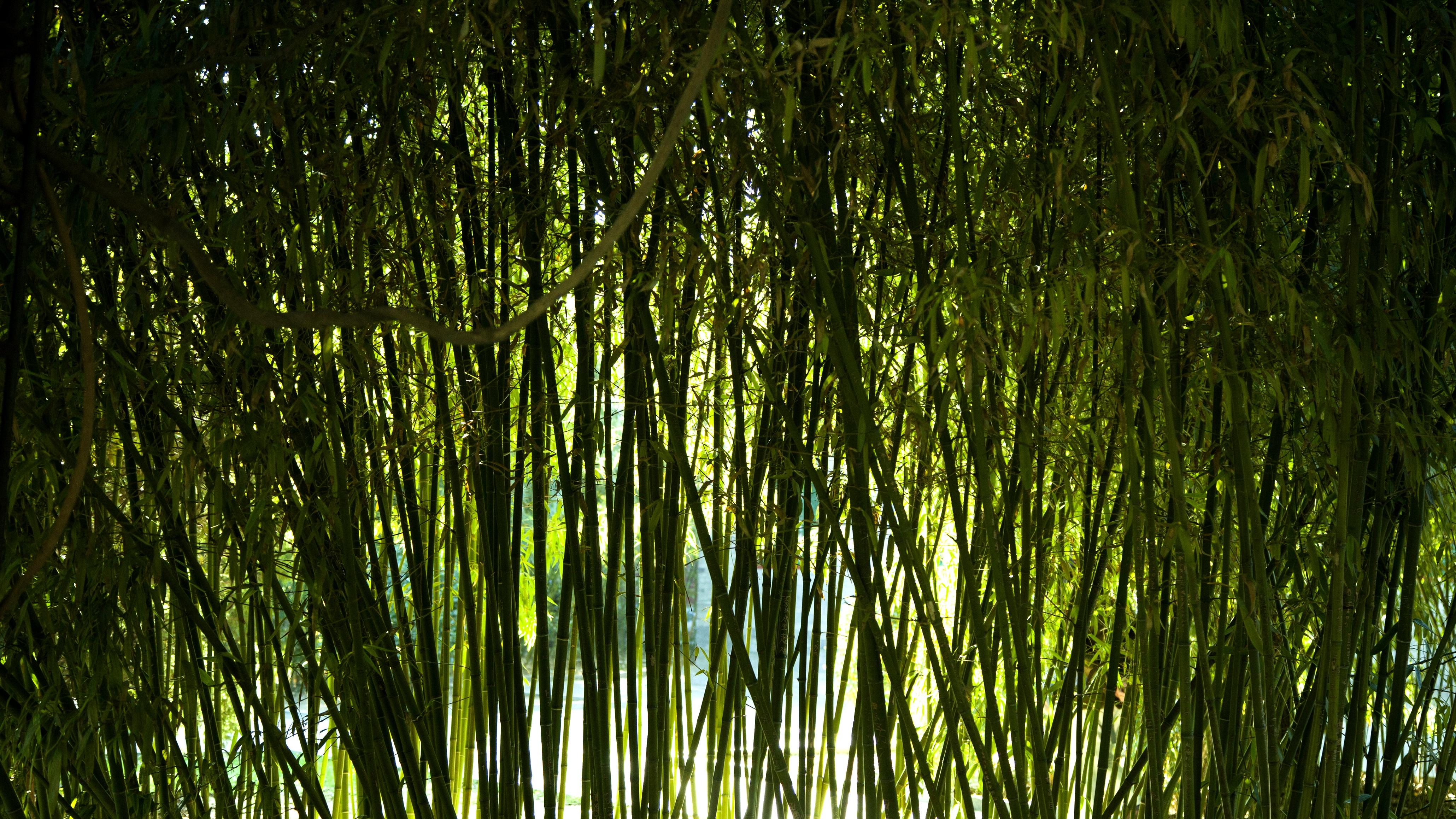 人民币硬气升值