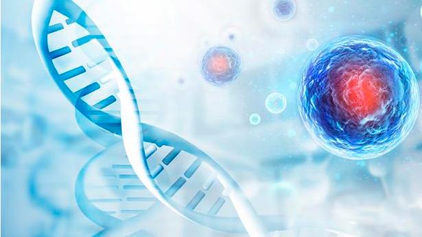 间充质干细胞疗法新突破：骨骼肌修复与重症肌无力干预