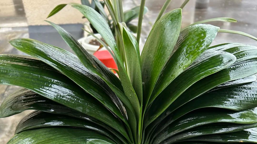 11月底，6种花赶紧“剃秃头”，早下手，下狠手，才长得旺！