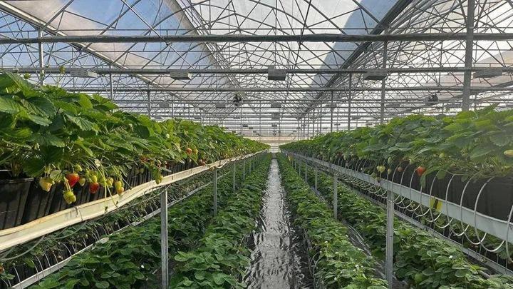 草莓组培苗移栽成活率提升技术，炼苗环境梯度优化调控，驯化期光照管理与超低温保存