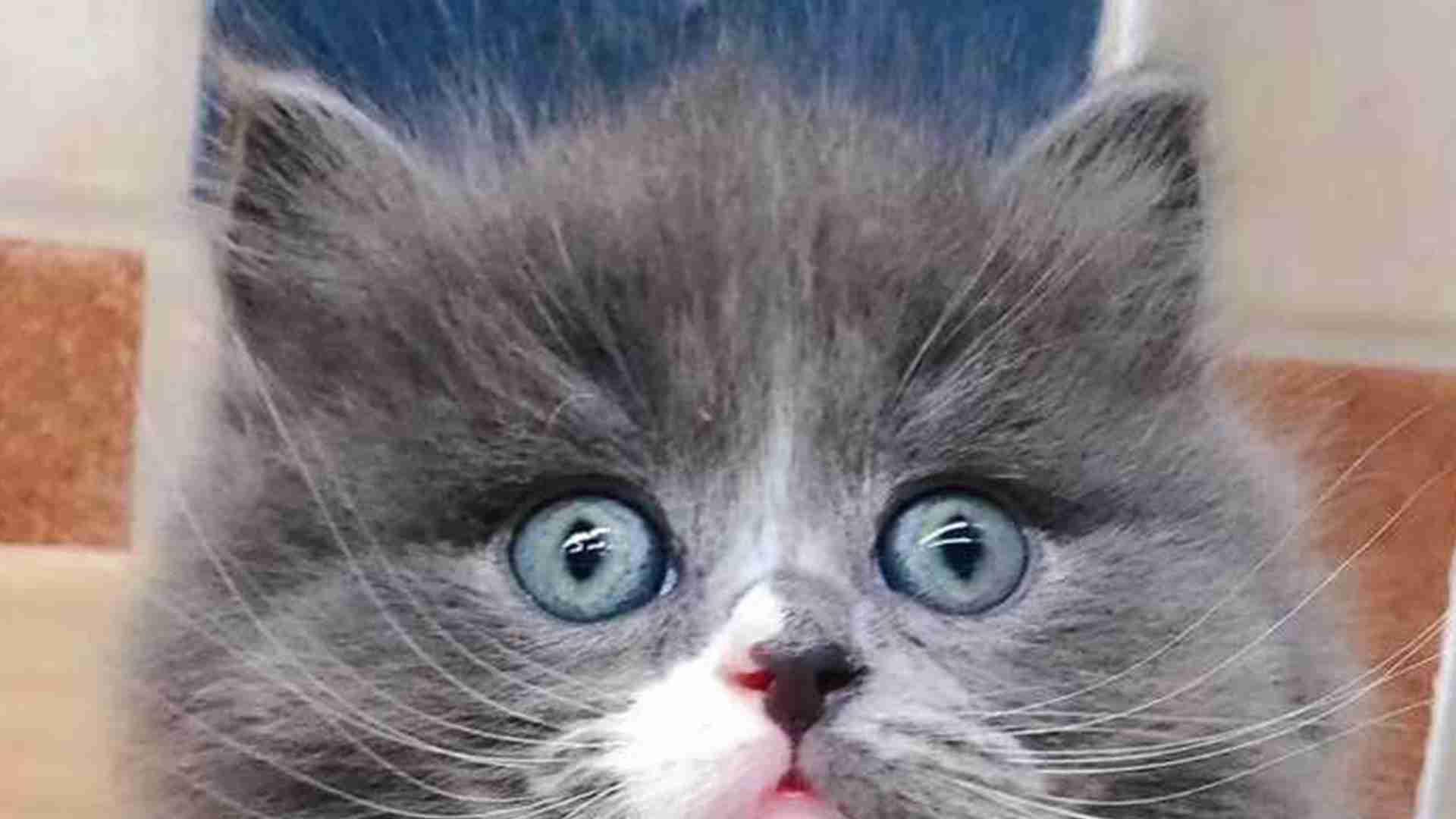 拿破仑猫血型匹配，新生溶血预防，家养繁育须知，千万提前检测